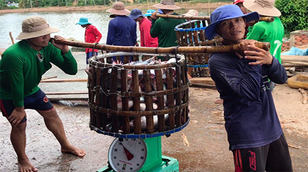  Giá cá tra miền Tây cao kỷ lục